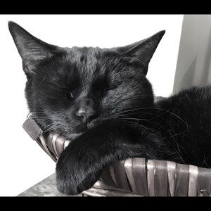 Meet your Posher, Nikki